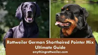 Rottweiler German Shorthaired Pointer Mix: Ultimate Guide