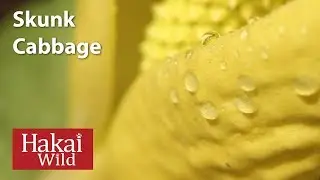 Skunk Cabbage | Hakai Wild
