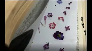 How to Dry Flowers for Nail Art in a Book -- What to Dry Pick & Buy - Use a Book