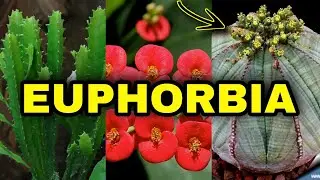 20 TIPOS DE EUPHORBIA E SEUS NOMES