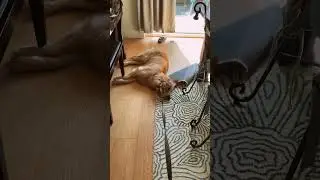 Я продуктивна. #youtubeshorts #funnyanimal #puppy #funny #fy #fyp #foryou #dog #cute #shorts