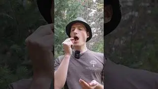 Eat Rose Hips Raw? I tried it&hellip; Full foraging video on the channel! #foraging #foragedfood #rosehip