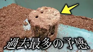 【初飼育】一目惚れしたクワガタと産卵材をケースに入れて放置した結果
