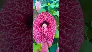 This is climbing bail of  duck flowers