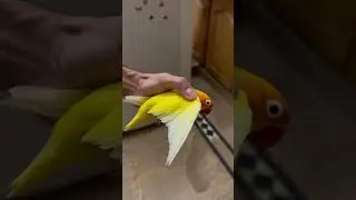 Lovebirds Lutino Mutation #lovebird#parrots#lovebirdsbreeding #birds#africanlovebird #fischer#shorts