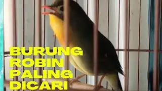ROBIN GACOR SUARA LANTANG DAN VARIASI
