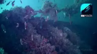 Diving Sea Chart Wreck, Similan Islands, Thailand