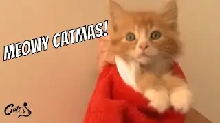 Holiday Cat Ideas