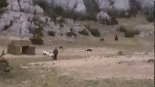 Watson smooth collie herding 2013