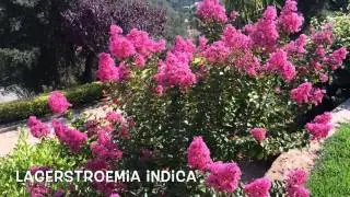 Lagerstroemia indica. Garden Center online Costa Brava - Girona.