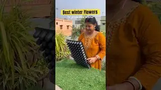 Best flowers for Winter Garden 💓☘️ #trendingshorts