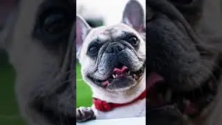 Is Yogurt Safe For Dogs To Eat?  #shorts
