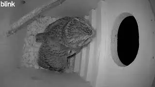 2026-0120 SPOT HAS BEEN BUSY ... EASTERN SCREECH-OWL