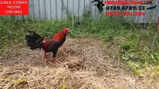D&ograve;ng g&agrave; asil coban l&agrave; g&igrave;? Trại g&agrave; Quang Trung