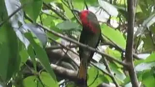 Red bearded Bee eater (Nyctyornis amictus) 31 May 2015