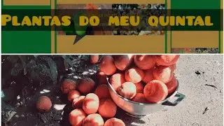 #como aproveitar os lim&atilde;os que est&atilde;o maduros