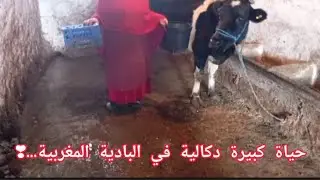 أسرار تربية أبقار ناجحة للحصول على حليب ولحوم عالية الجودة ...تربية أبقار: من البداية إلى الاحتراف❣️