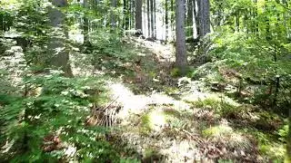 Hlavche Njeeve Wasp view