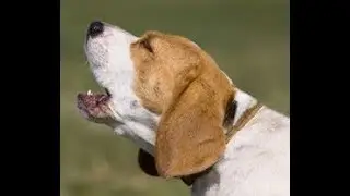 10 Common Dog Behavior Problems...
