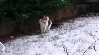 Swifie fait du Ski