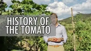 The History of the Tomato in 2 Minutes | Walks of Italy