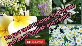 Flowers name in English to Tamil| Flower varieties in English and Tamil