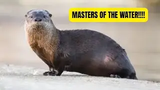 The Life of a River Otter | From Pup to Predator!!!!!