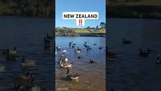 New Zealand duck 🦆 #newzealand #duck #feeding #sound #shots #mafevarietyvlogs #shorts