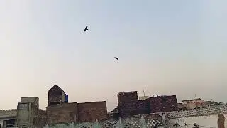 New Series. S1 E5. Birds 🐦 activity on our roof top Wednesday 14.01.2026.