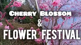 Cherry Blossom 🌸 & Flower Festival // MAO MANIPUR 2025. 