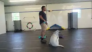 Missy the Lab | Best Paw Forward Board and Train &ndash; Leash Skills with Stop & Sit for Focus