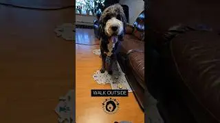 Houdini the talking dog. Fluent Pet buttons #dog #fluentpet #dogvideos #talkingdog #fyp #cutedog