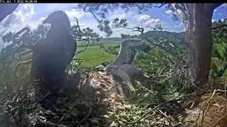 1/7/22 2/2 REPLAY☀️🦅ПОВТОР Altyn & Altynai: Eastern Imperial Eagles🦅Алтын и Алтынай: Солнечные Орлы