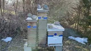 Late Winter Honeybee gut health and Hive Alive Fondant. Is the Fondant keeping my bees healthier?
