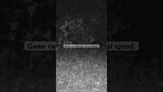 Super fast game cam footage #coyote #chasingtheroadrunner #tazmaniandevil #trailcam #gamecam