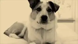 Hemp Health For Pets
