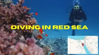 Egypt&rsquo;s SCUBA DIVING Red Sea |  Hurghada Stunning Underwater World | diving school ? cost ?