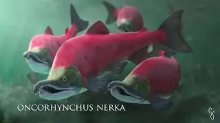 Red Salmon 3D Animation