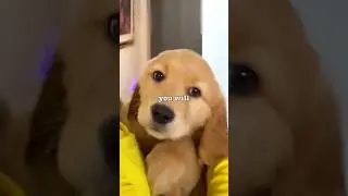 A Puppy Chooses Me 🥹