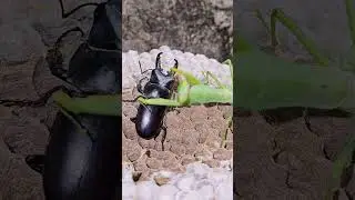Stag Beetle Overpowers Praying Mantis