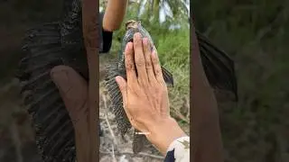 Mancing di tambak terbengkalai strike bertubi tubi🤤🥰 #mancingliar