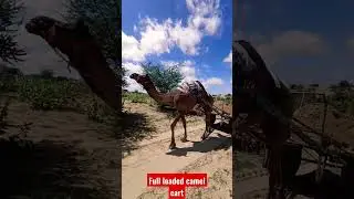 Full loaded camel cart 🔥🔥🔥🔥