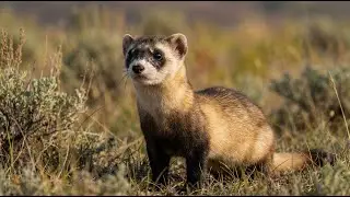 Ultimate Facts | The American Black-Footed Ferret