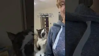 Making tea with my cat 🥰 #lovemycat #cutecat #catshorts #lovecats #cat #cats #catlover #catvideos