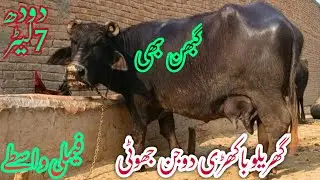 پیورنیلی کی باکھڑی گھبن جھوٹی برائےفروخت#NiliRave Buffalosforsale in punjab YouTubesale 03065110914