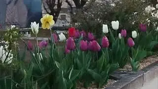 பூ பூக்கும் ஓசை yes 🌱🌼 spring season start in France 🇫🇷 Grenoble Street view #shortsfeed #travel #yt