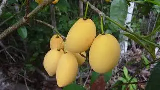 Bacupari - Garcinia gardneriana tree saplings, a cultivated Fruit tree in South America and Brazil