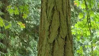 An Emily Carr perspective - Mount Douglas Park (Pkols), Victoria BC, Volume 1