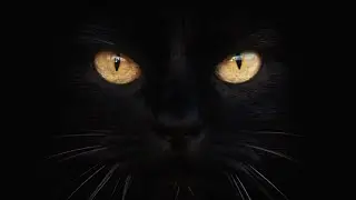 Strange & Unnerving Animal Stories from 2024!