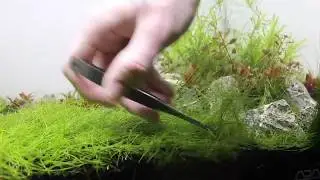 Songrow Epaqmat XXL - Aquascape Michael Mikkelsen (part 2)